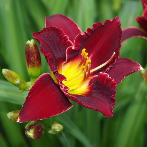 Hemerocallis Thornbird